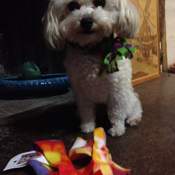 🔴 - 12" dog/cat muffler/scarf - Picture 3 of 7